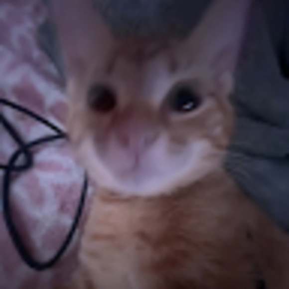 Meet your Posher, Michaela - Picture 1 of 1